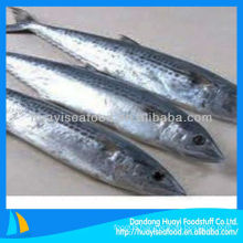 whole Japanese spanish mackerel